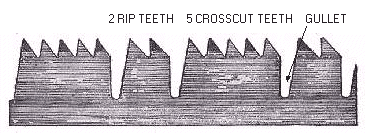D17 teeth